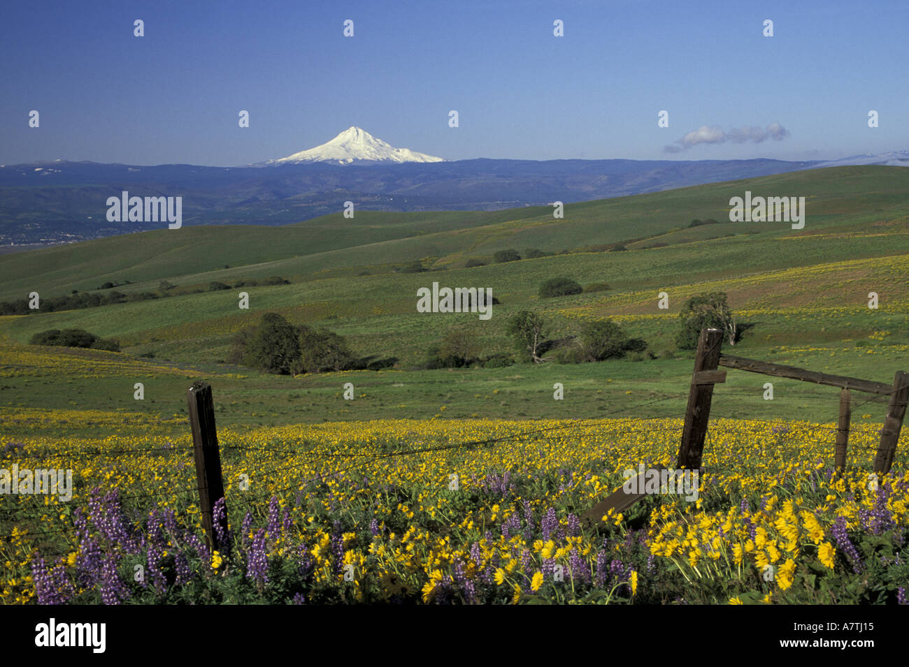 Nordamerika, USA, Washington, in der Nähe von Lyle, Dalles Mountain Ranch State Park. Balsam-Wurzel und Lupine mit Mt. Hood. Frühling Stockfoto