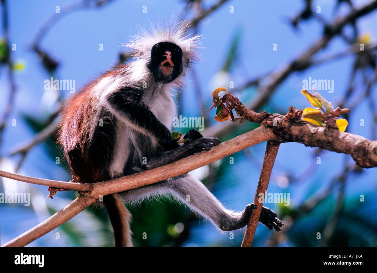 Tansania, Sansibar, das Naturreservat der Jozani, die roten Colobus-Affen Stockfoto