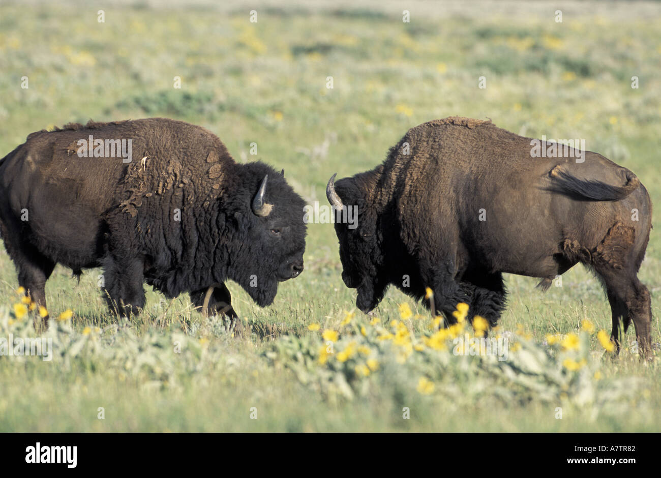 USA, Wyoming, Grand Teton NP zwei Bison-Platz, umgeben von Arrowleaf Balsamwurzel Stockfoto