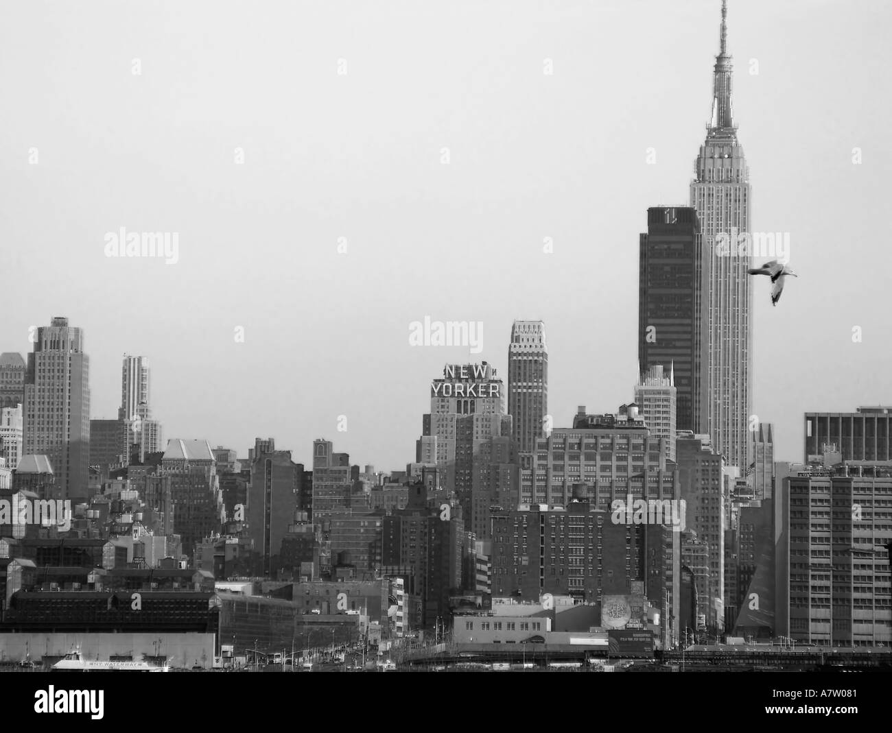 New York City Skyline grauen Hintergrund Vogel fliegt Stockfoto