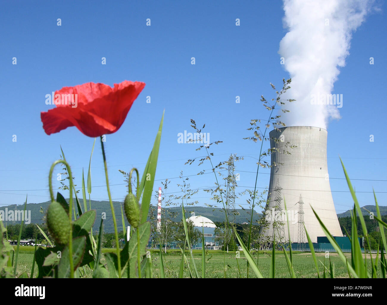 Mohnpflanze vor Kernreaktor, Goesgen Atomkraftwerk, Däniken, Solothurn, Schweiz Stockfoto