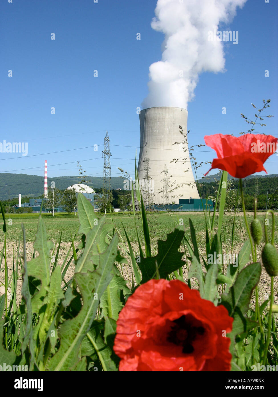 Mohnpflanze vor Kernreaktor, Goesgen Atomkraftwerk, Däniken, Solothurn, Schweiz Stockfoto