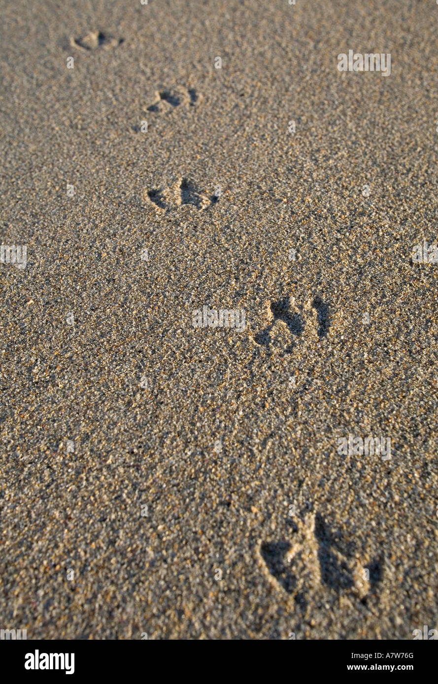 Möwe Fußspuren im Sand nur nach der Flut Stockfoto