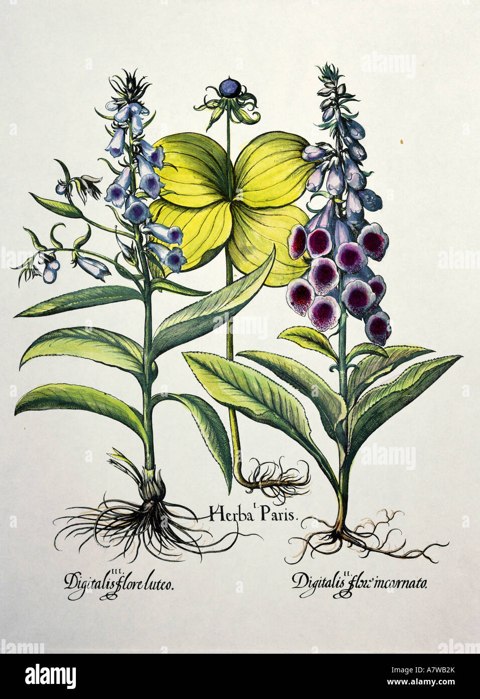 Botanik, Fingerhut (Digitalis flore luteo), Kraut (Herba Paris Paris), Fingerhut (Digitalis flore Incarnato), Pflanze, Blätter und Blüten, Gravur "Hortus Eystettensis" von Basilius Besler, Nürnberg, 1613, Privatsammlung, Artist's Urheberrecht nicht geklärt zu werden. Stockfoto