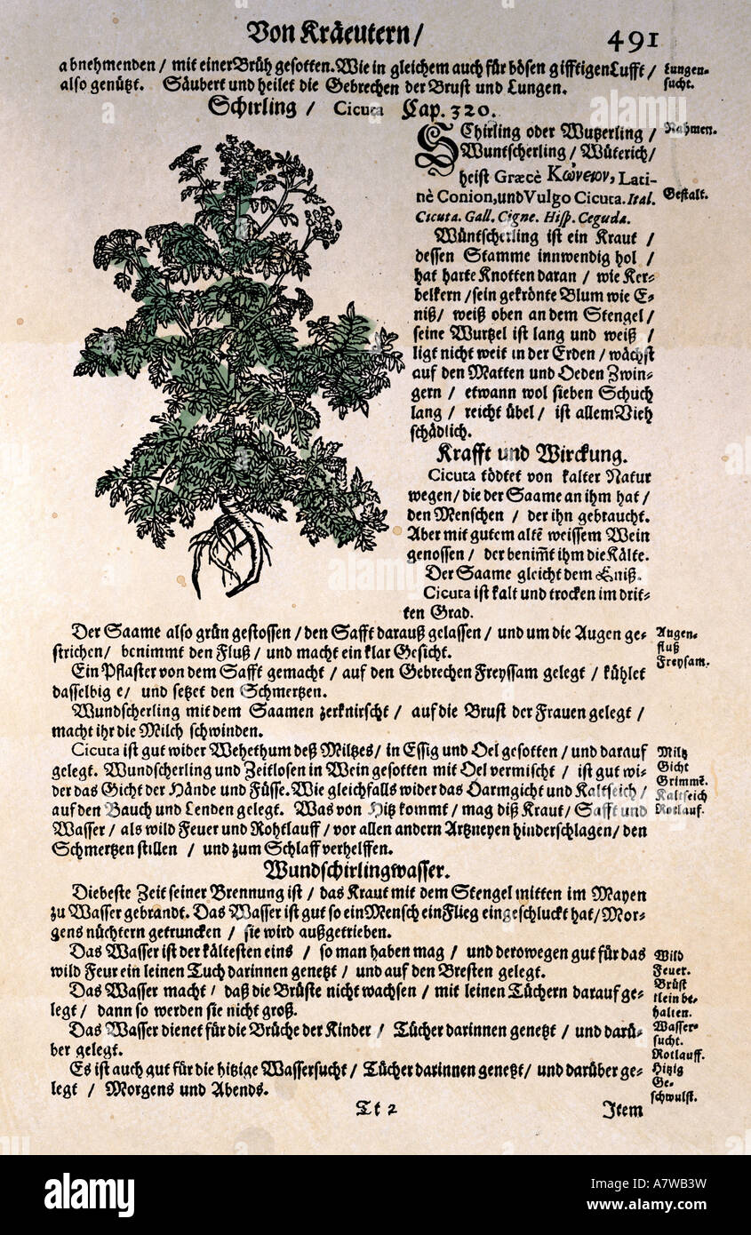 Medizin, Lehrbücher, Kräuterkunde, "Kräuterbuch kündlicher Conterfeytung..." von Adam Lonitzer, 1578, Nachdruck von Mathäus Wagner, Frankfurt, 1679, Privatsammlung, Stockfoto