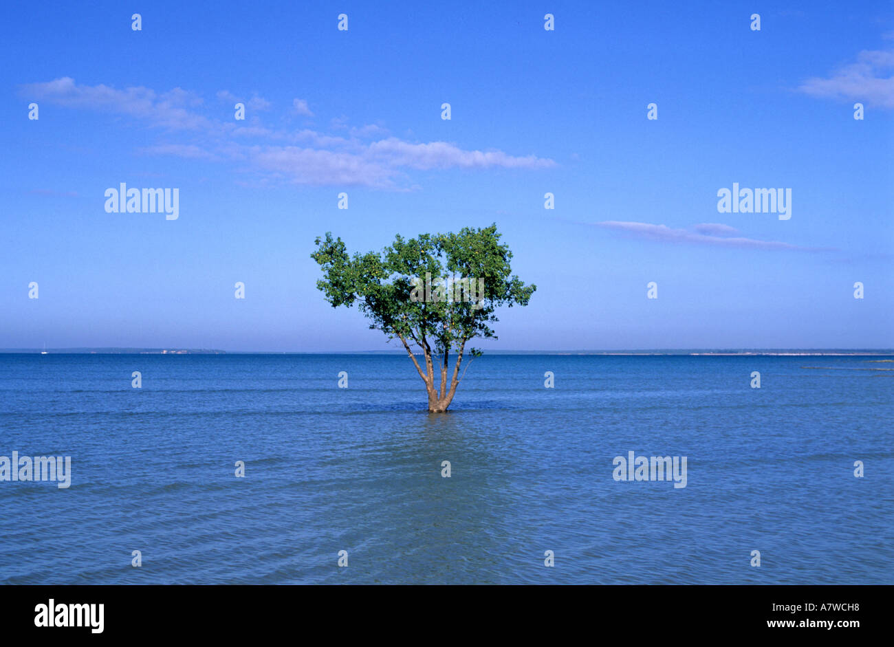 Australien, Northern Territory, Darwin, junge Baum am East Point Stockfoto