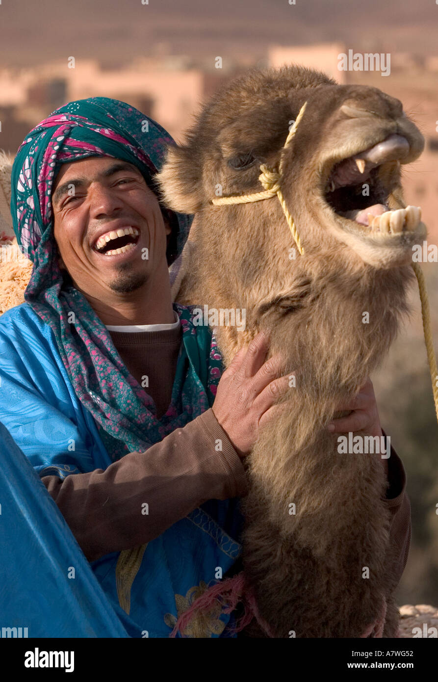 Ein Mann und sein Kamel lachen, als sie in der Todra-Tal in der Nähe von Tingherir Marokko sitzen Stockfoto