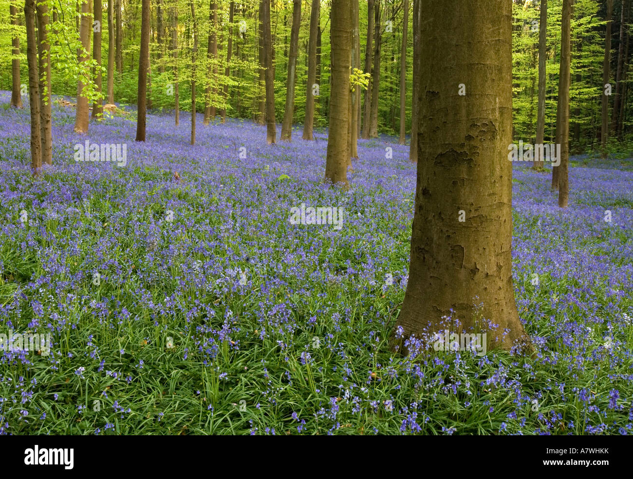 Hallerbos-Wald mit Glockenblume Stockfoto