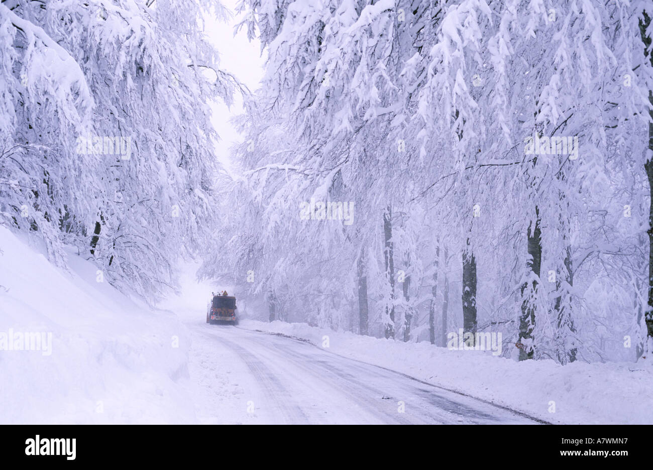 Frankreich, Gard, Cevennen Gegend, Aigoual-massiv, verjagen Schnee auf der Straße, gesäumt von Buche Stockfoto