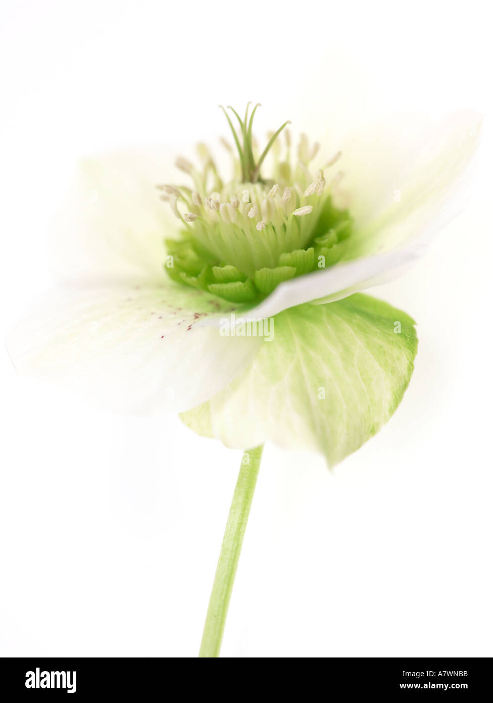 White-Helleborus Orientalis Fastenzeit Rose Stockfoto