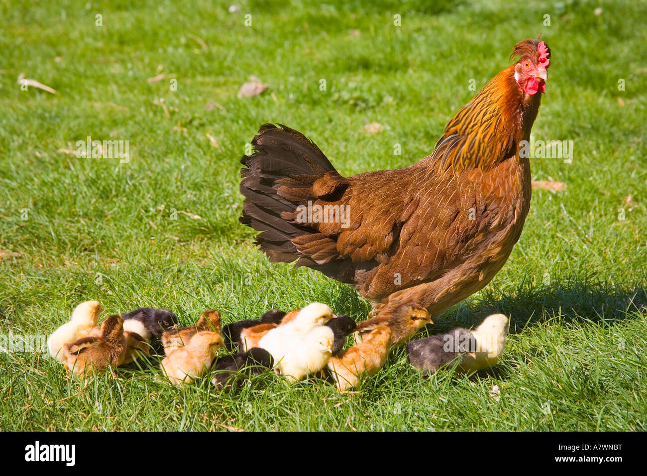 Henne mit jungen Küken Stockfoto