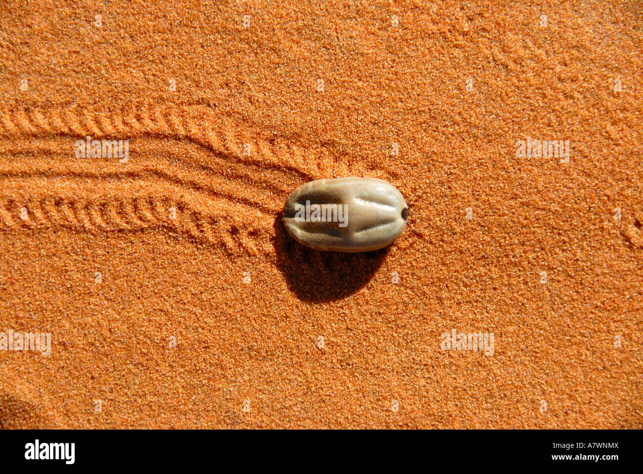 Plump Tick zieht sich durch den Sand und hinterlässt eine Spur Spur Erg Chebbi Merzouga, Marokko Stockfoto