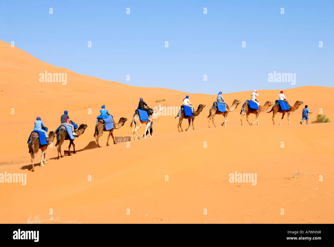 Gruppe von Touristen reitet auf Kamelen nacheinander über eine Dünen Erg Chebbi Merzouga, Marokko Stockfoto