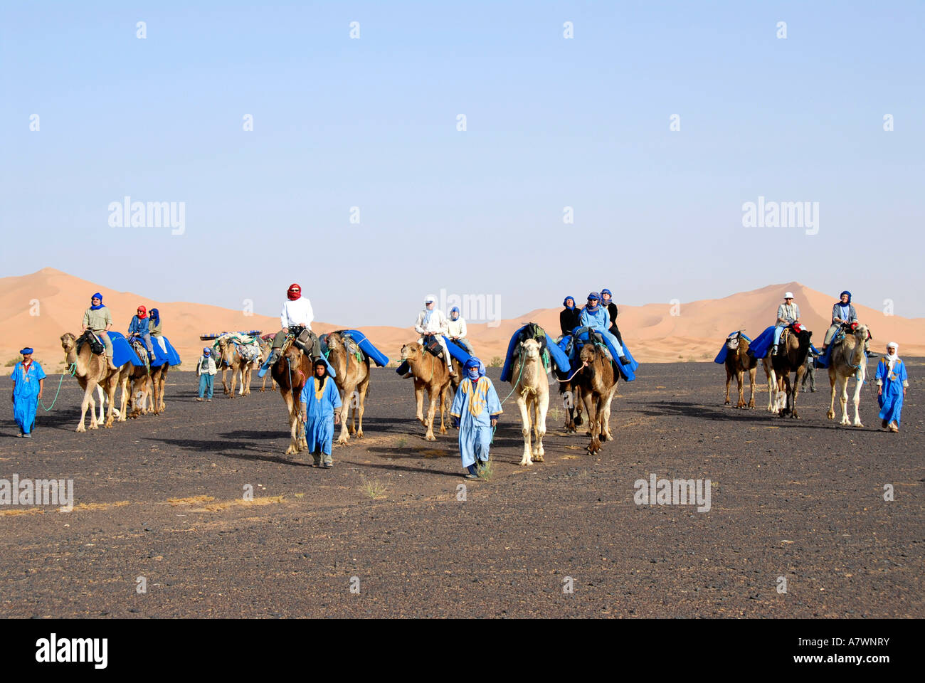 Gruppe von Touristen reitet auf Kamelen durch flache felsige Wüste Reg Serir mit Dünen im Hintergrund Erg Chebbi Merzouga Moro Stockfoto