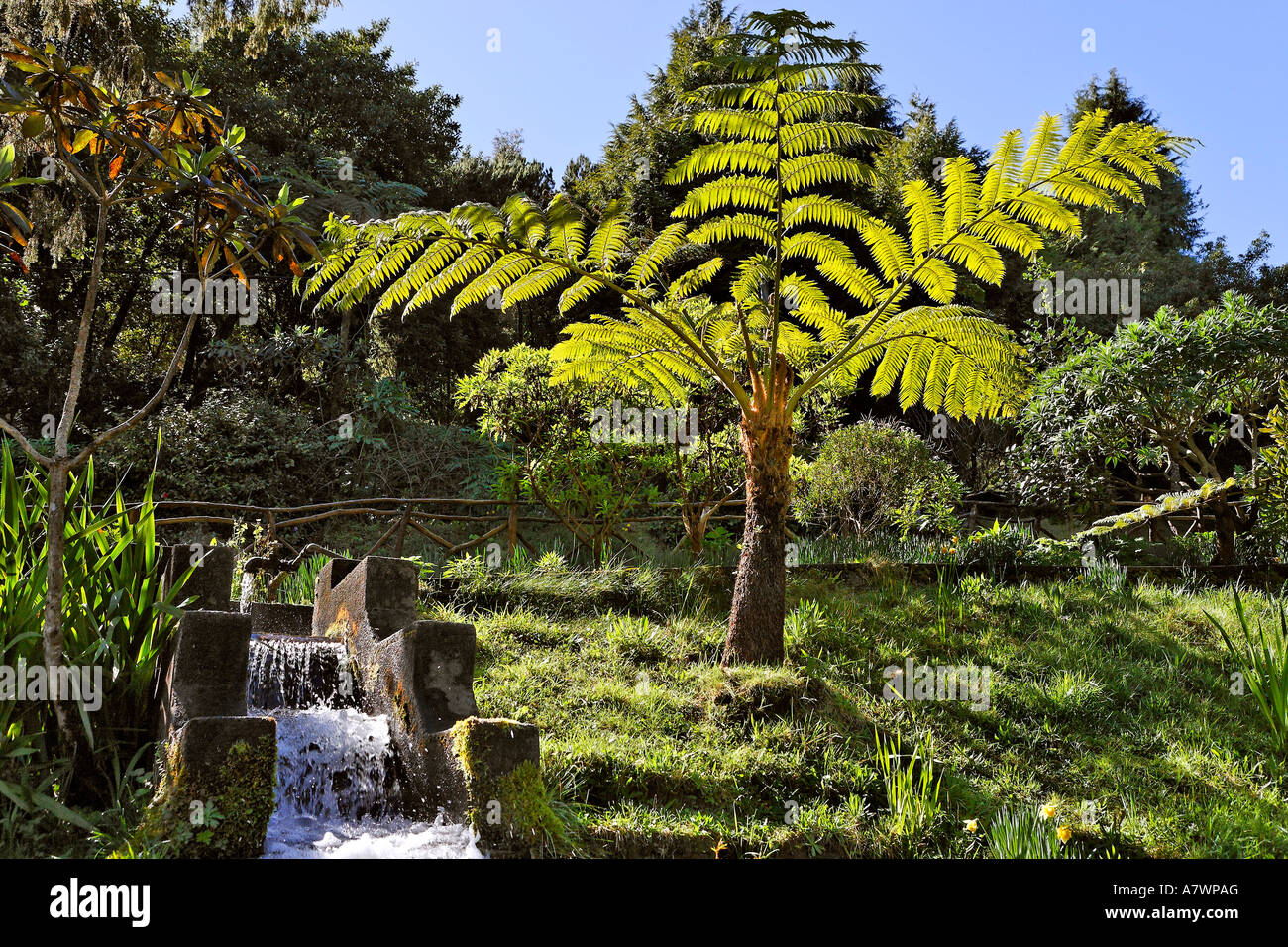Ein Farn-Baum bei der Forellen Zucht, Ribeiro Firo, Madeira, Portugal  Stockfotografie - Alamy