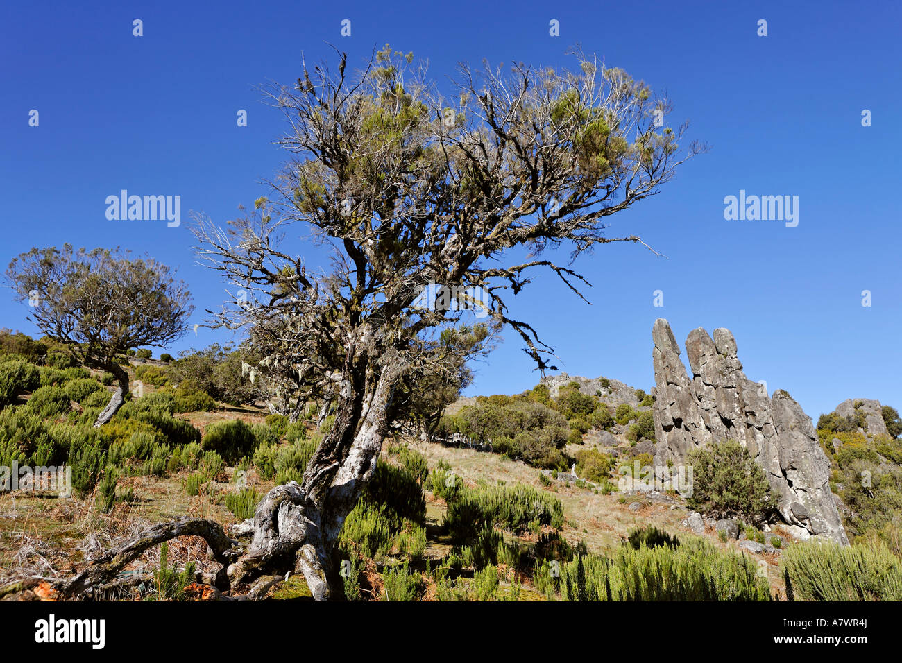 Rock-Formation namens Homem Em Pe (steinigen Mensch) auf der Achada Teixeira, Madeira, Portugal Stockfoto