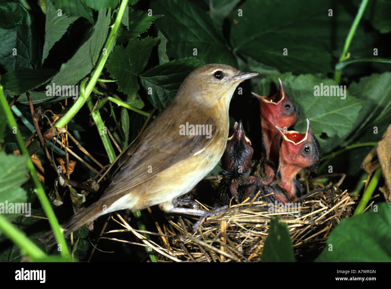Garten-Grasmücke, Sylvia borin am nest Stockfoto