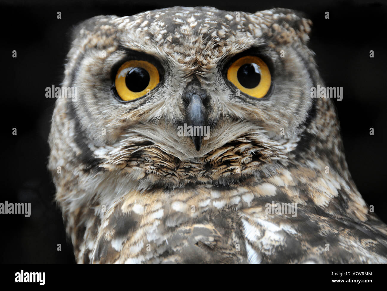 Virginia Vogel Fotos Und Bildmaterial In Hoher Aufl sung Alamy virginia-vogel-fotos-und-bildmaterial-in-hoher-aufl-sung-alamy