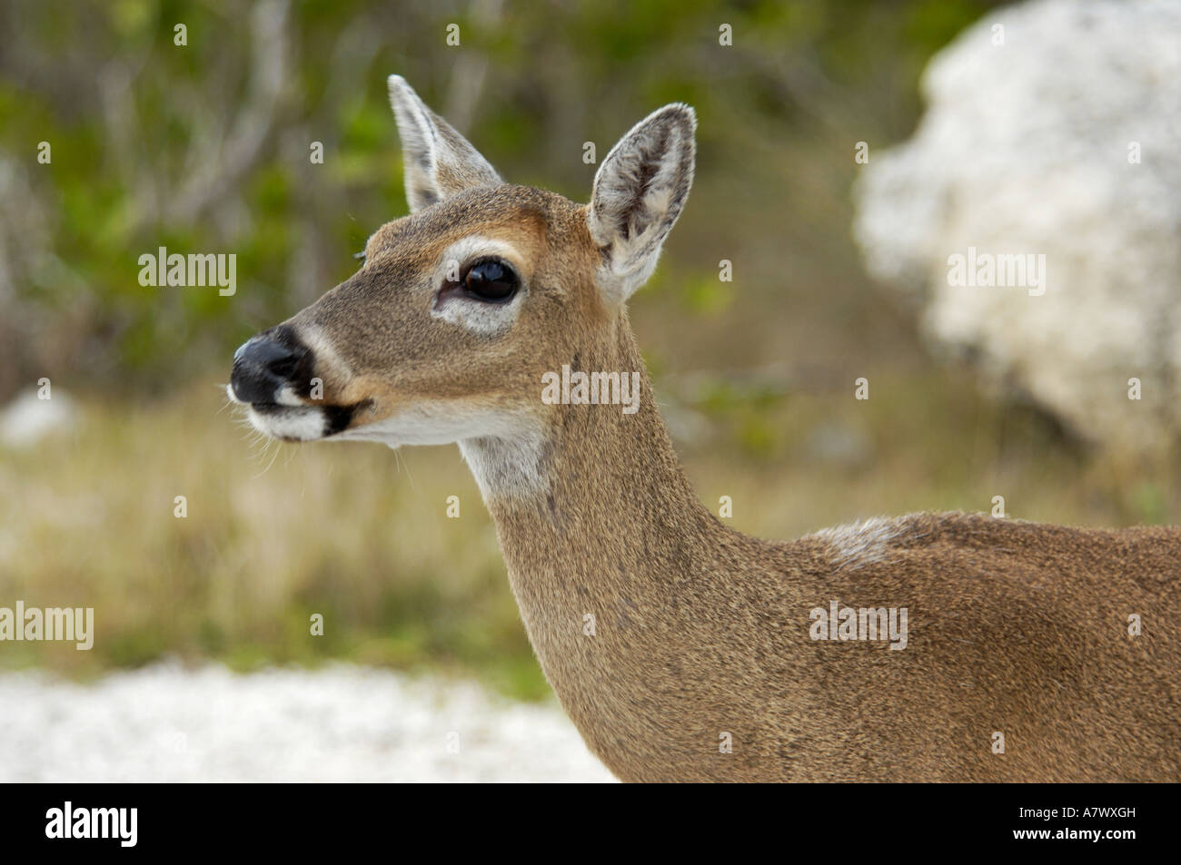 Key Deer doe eine bedrohte Art Big Pine Key National Wildlife Refuge in Florida. Digitale Fotografie Stockfoto