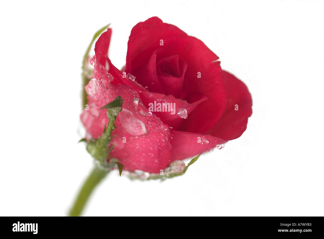 Rosa Rose Knospe in gefrorenen Wassertröpfchen bedeckt Stockfoto