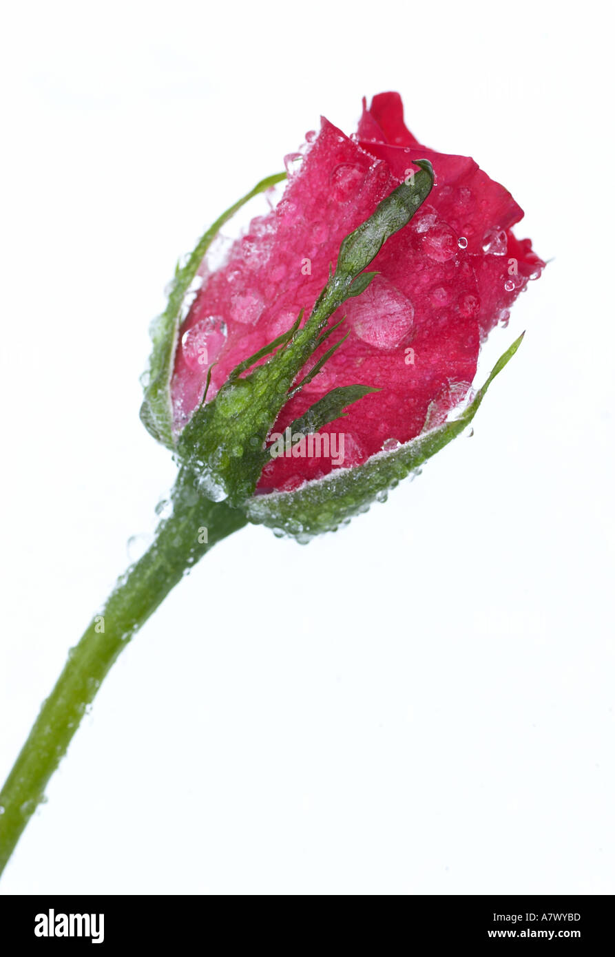Rosa Rose Knospe in gefrorenen Wassertröpfchen bedeckt Stockfoto