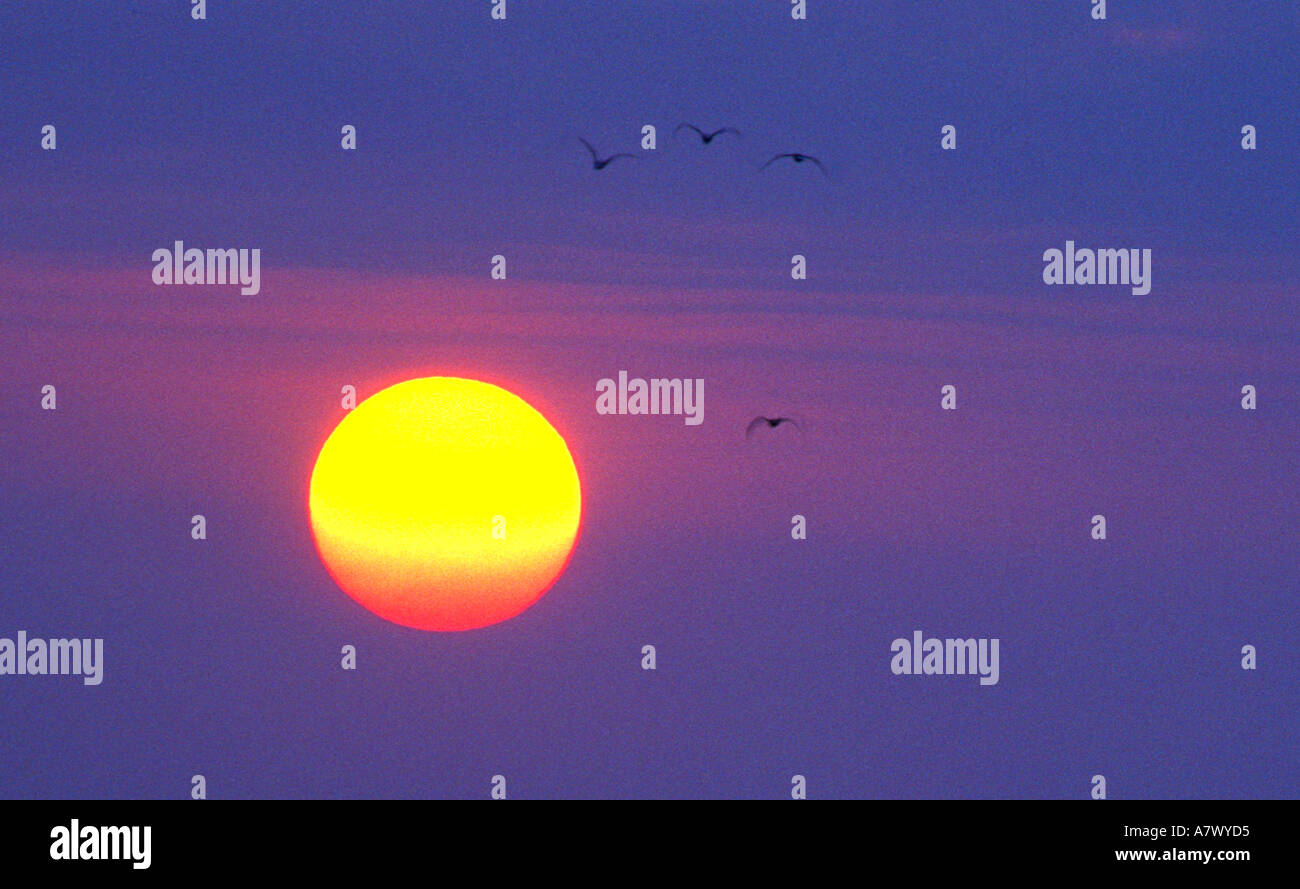 lila Sonnenuntergang mit Vogelschwarm fliegt Stockfoto