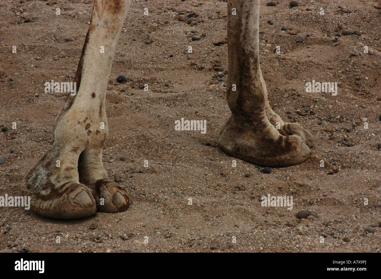 Kenia: Chalbi Wüste, Kalacha Oase, Fuß eines Kamels an einer Wasserstelle, September Stockfoto