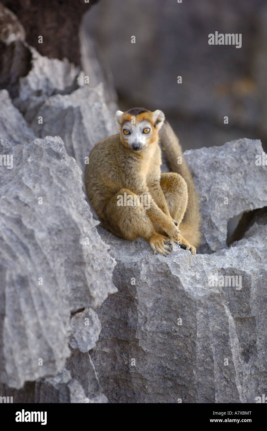 Gekrönte Lemur männlich auf "Tsingy". "Tsingy" ist Kalkstein Besetzung, die sehr scharf und ruggered ist. Ankarana spezielle Reserve Stockfoto