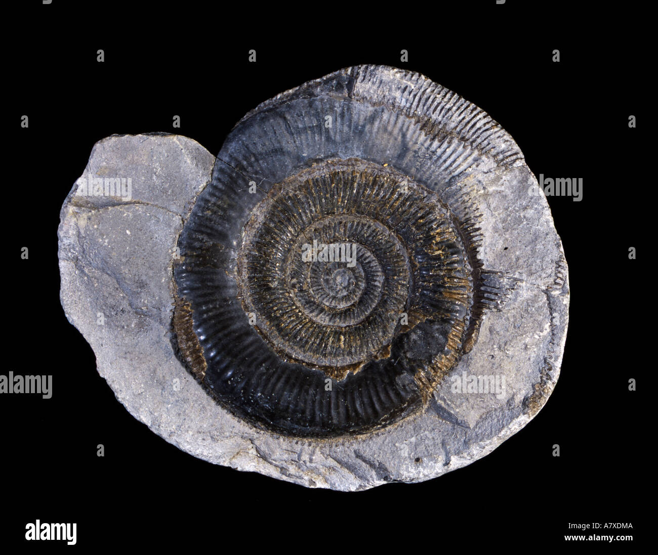 Fossile Ammoniten oberen Lias senken Jura Whitby Yorkshire 7 5 cm Durchmesser Stockfoto