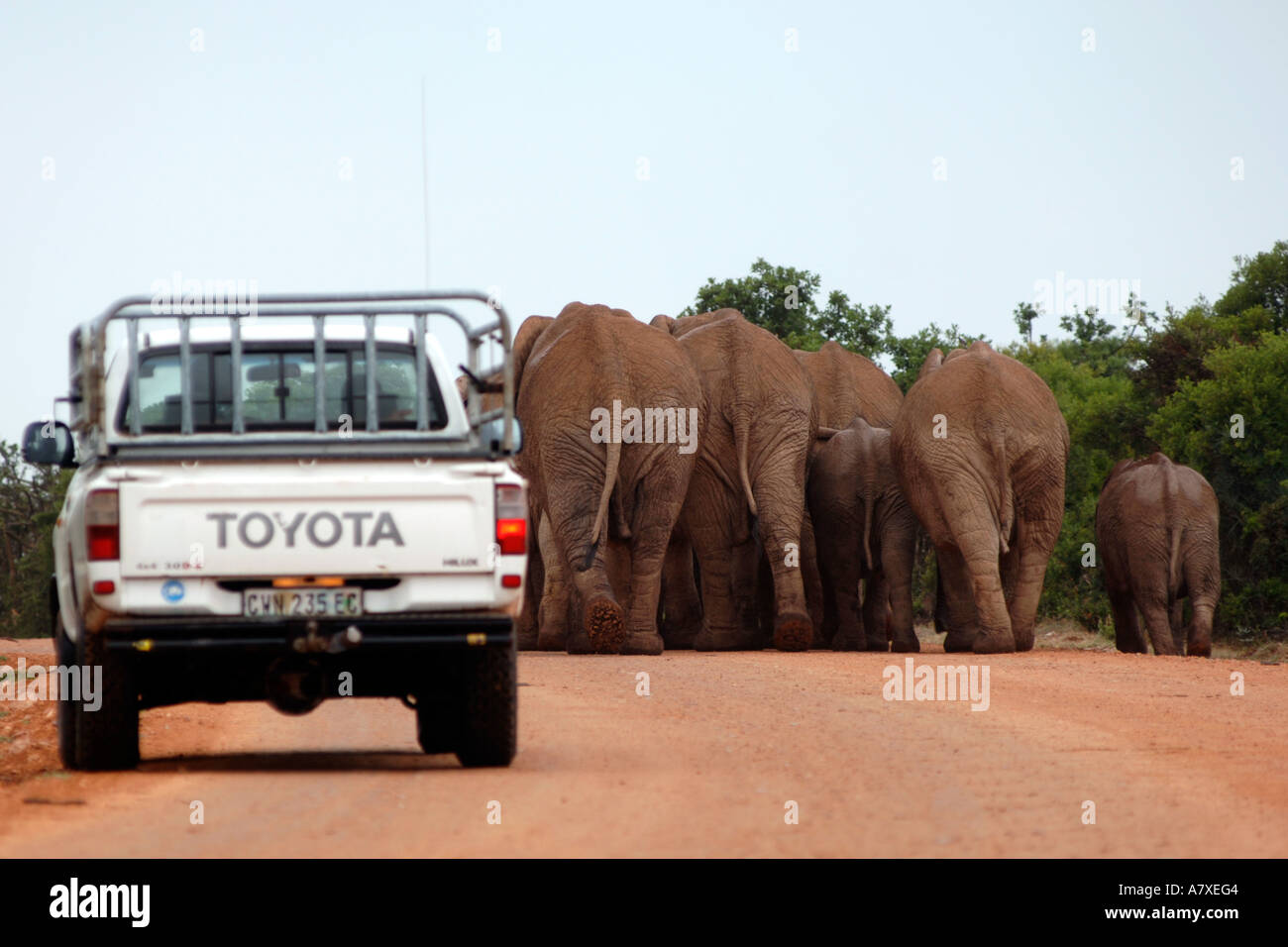 Ein Toyota Bakkie (Pick-up) folgt eine Herde Elefanten (Loxodonta Africana) im Addo Elefantenpark in Südafrika Stockfoto