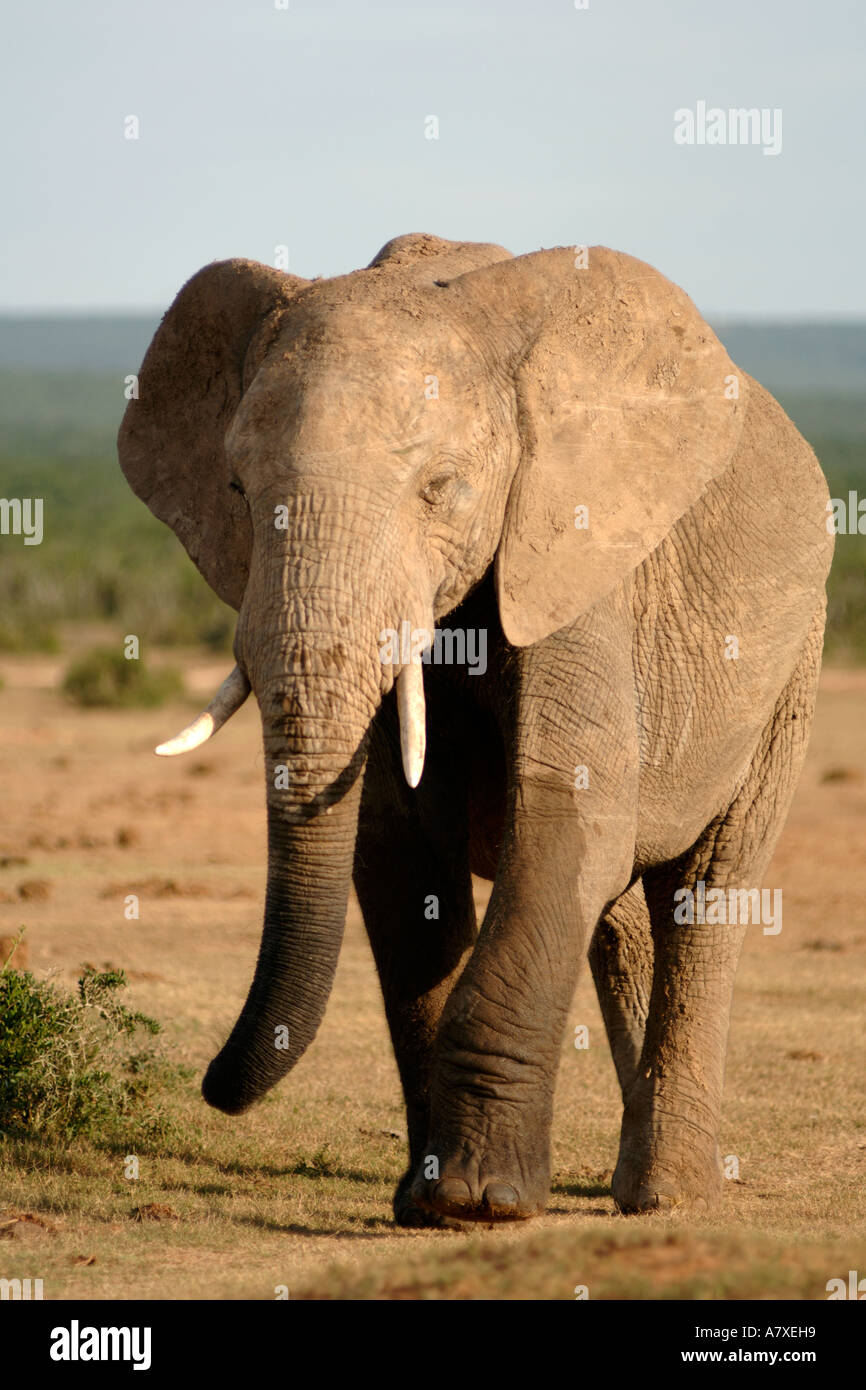 Ein Elefant (Loxodonta Africana) im Addo Elefantenpark in Südafrika. Stockfoto