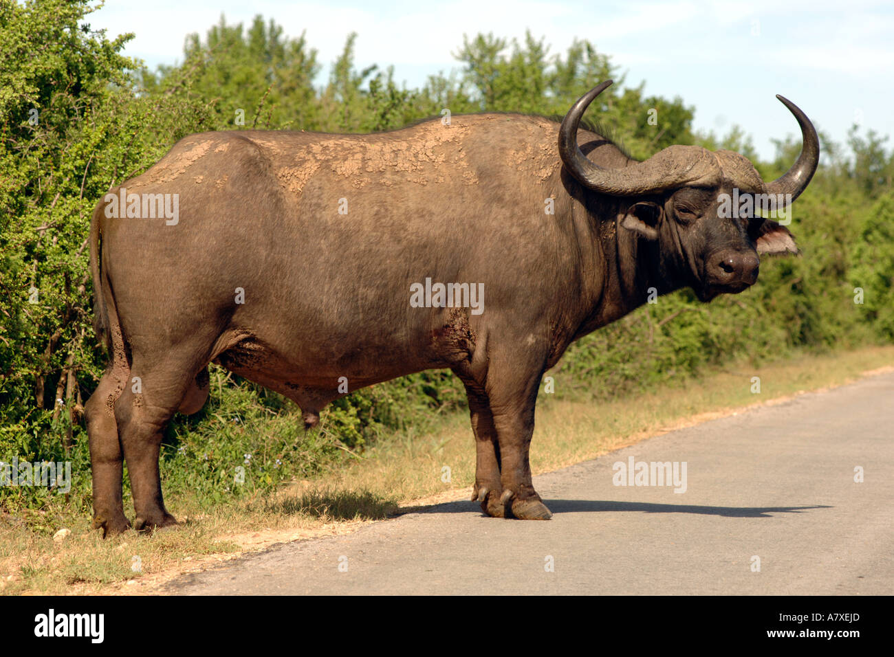 Ein Büffel (Syncerus Caffer) in den Addo Elephant Park in Südafrika. Stockfoto