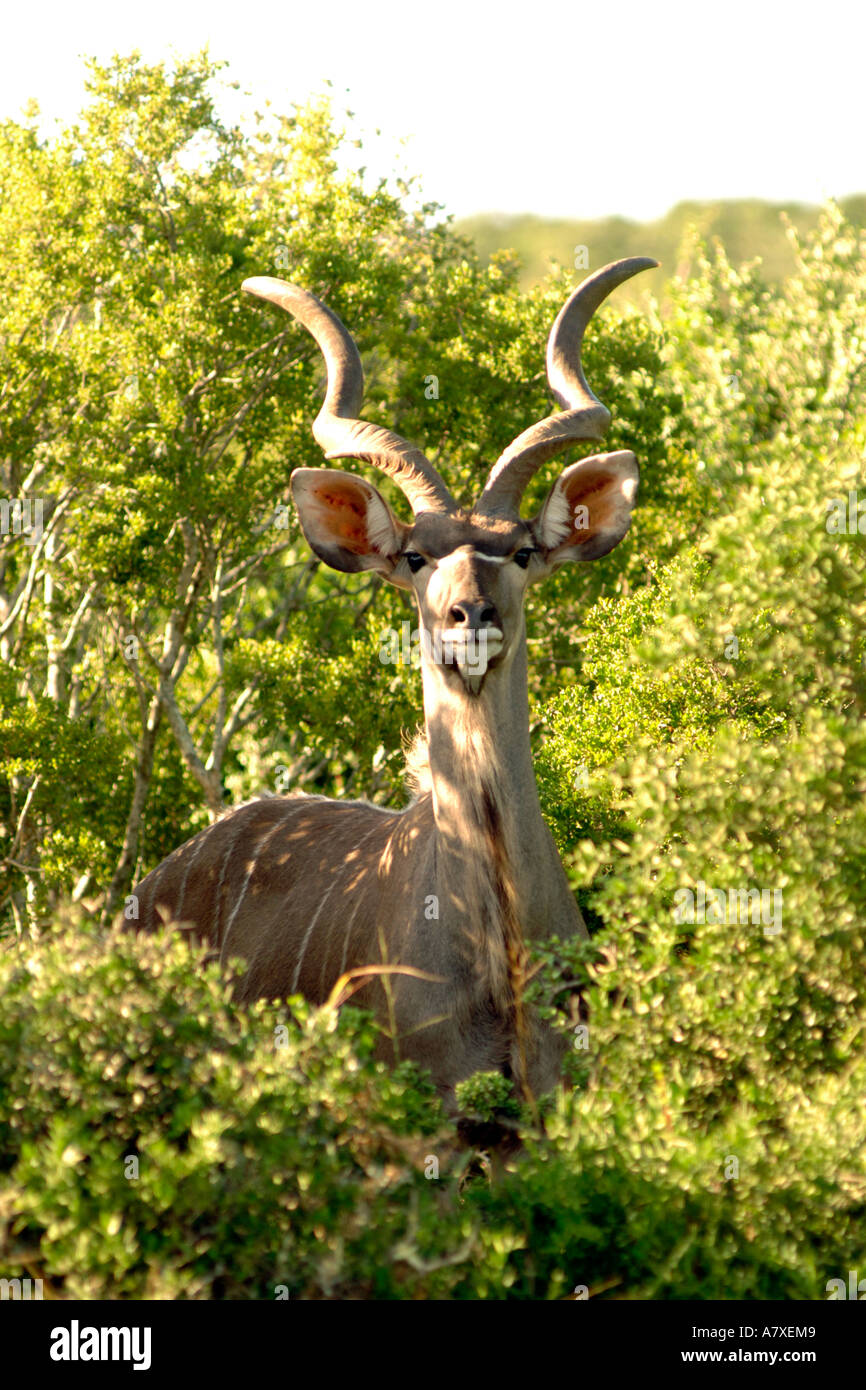 Eine männliche Kudu (Tragelaphus Strepsiceros) in Addo Elephant National Park in Südafrika. Stockfoto