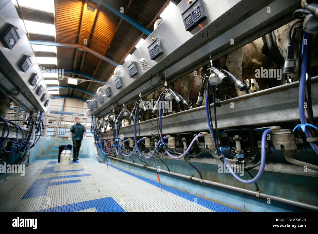 Ein Landwirt Milchkühe in einem 14 14 schnell beenden Melkstand England UK Stockfoto