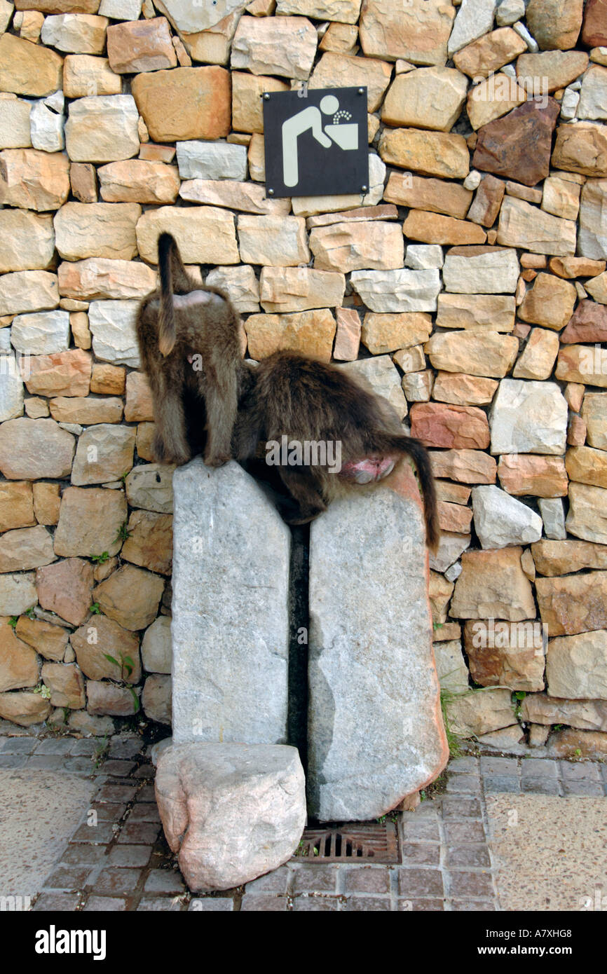 Zwei Paviane trinken aus einem Brunnen in der Cape Point Nature Reserve in Südafrika. Stockfoto