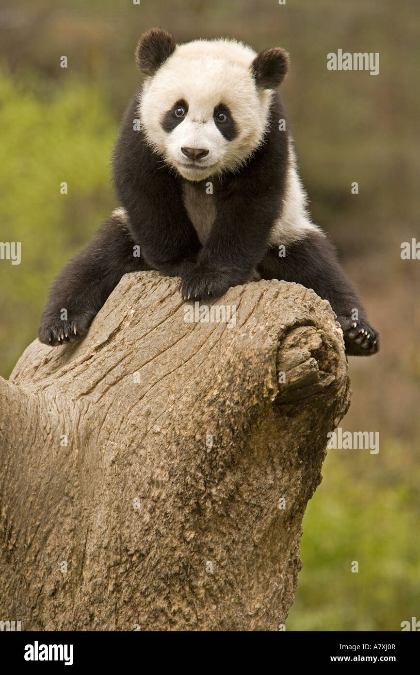 Wolong Panda Reservat, China, Baby Panda auf Baumstumpf. Stockfoto