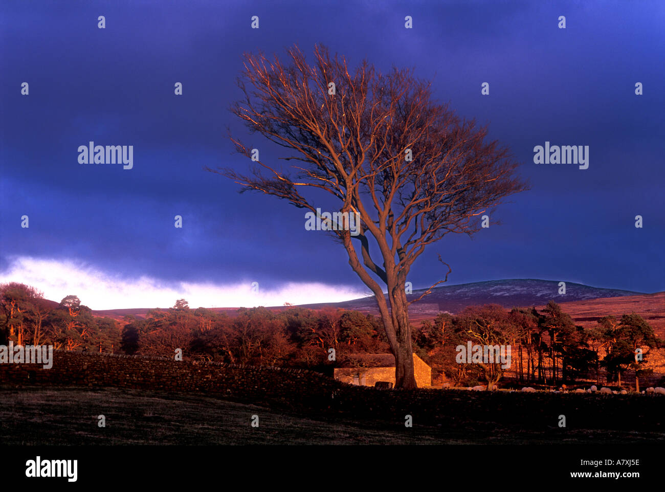 einzigen Baum dunkel launisch stürmischer Sonnenuntergang Yorkshire England uk Moors Stockfoto