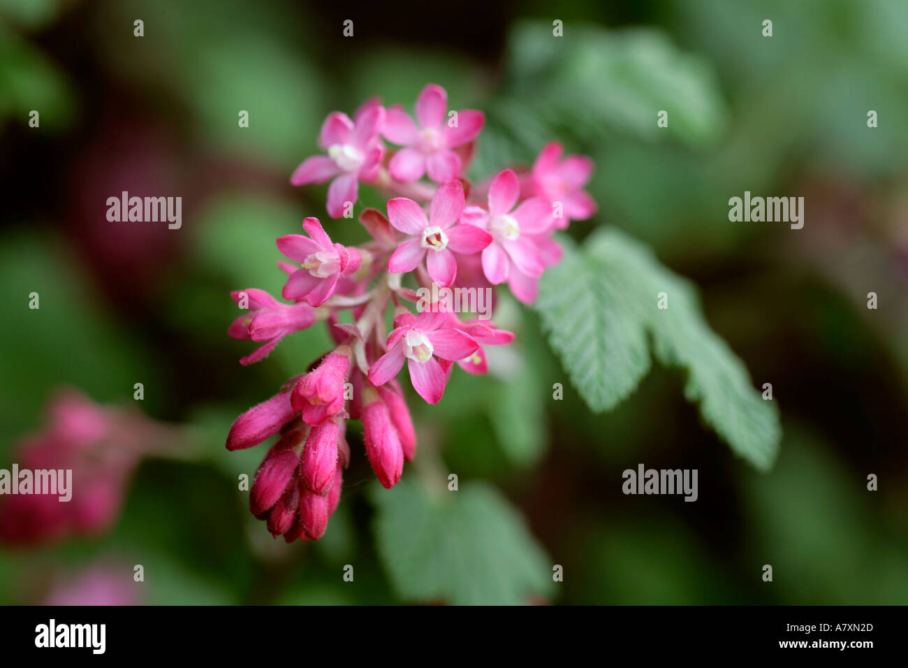 Blühende Johannisbeere Ribes sanguineum Stockfoto