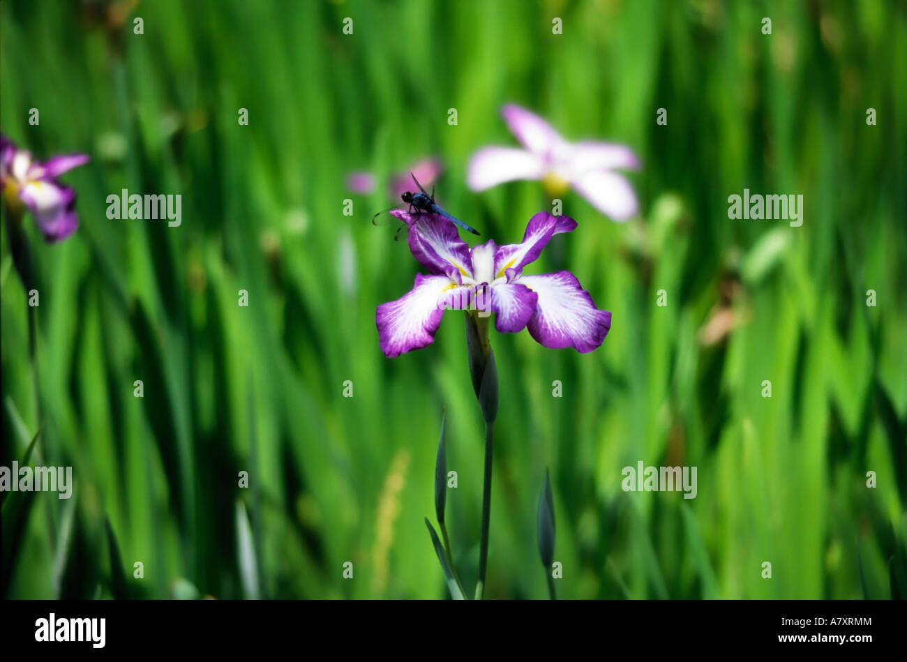 Japan, Kyoto, Libelle auf Iris Stockfoto
