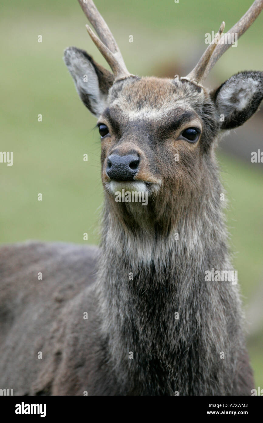 Männliche Hirsch Sika Hirsch Cervus Nippon mit Geweih Kopf und Schultern auf einem kleinen landwirtschaftlichen Betrieb außerhalb Portadown Stockfoto