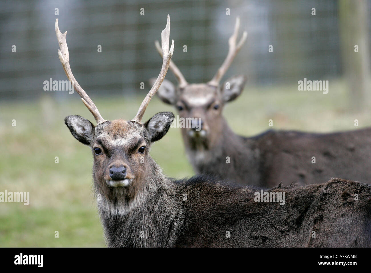 Zwei männliche Hirsch Sika Hirsch Cervus Nippon mit Geweih sowohl auf die Kamera in einem eingezäunten Bereich auf einem kleinen Bauernhof-Betrieb Stockfoto