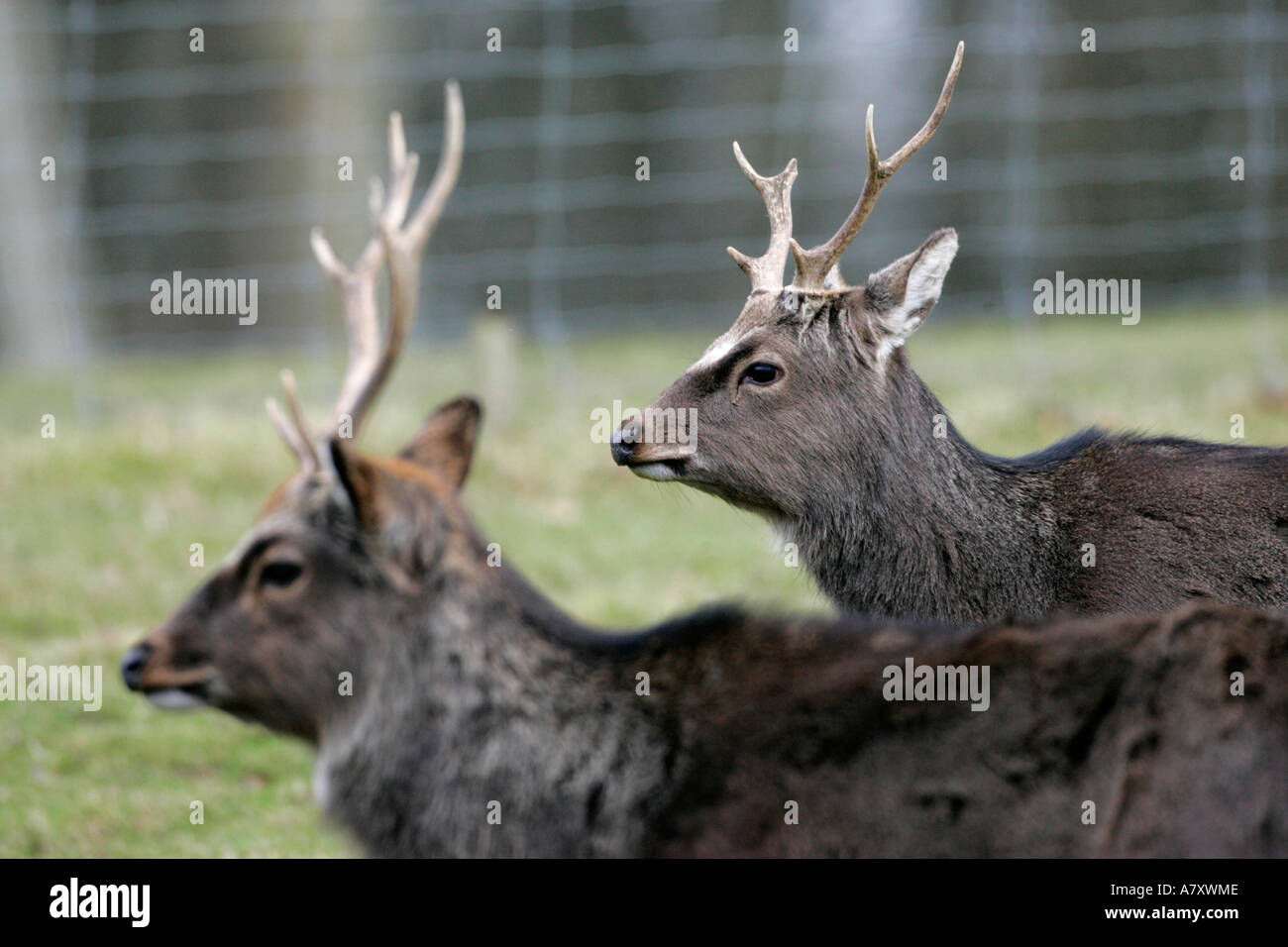 Zwei männliche Hirsch Sika Hirsch Cervus Nippon mit Geweih in einem eingezäunten Bereich auf einem kleinen landwirtschaftlichen Betrieb außerhalb portadown Stockfoto