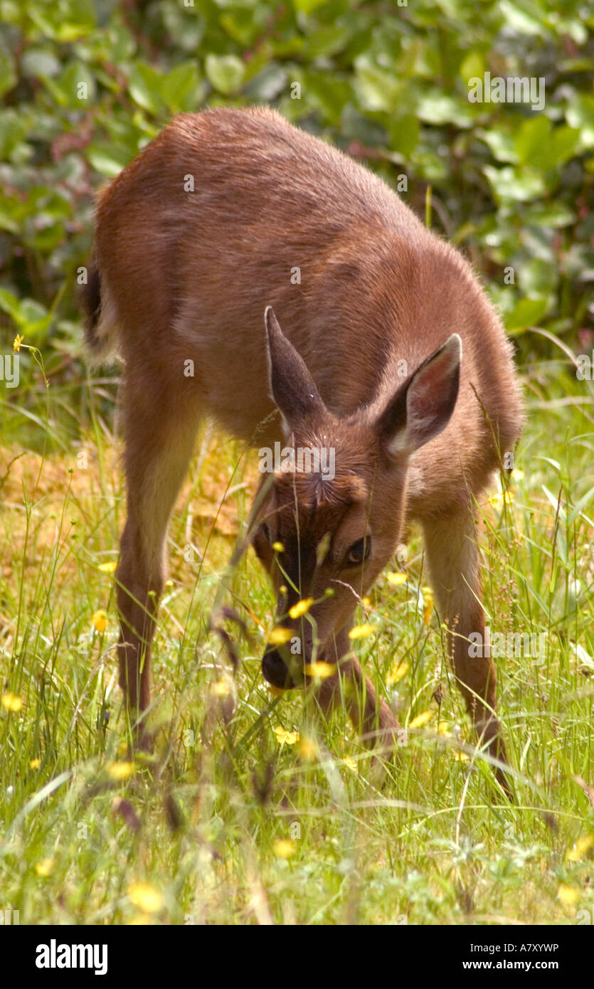 Nordamerika, Kanada, Queen Charlotte Islands, Sitka schwarzen Schweif Reh, Rehkitz Essen Rasen. Stockfoto