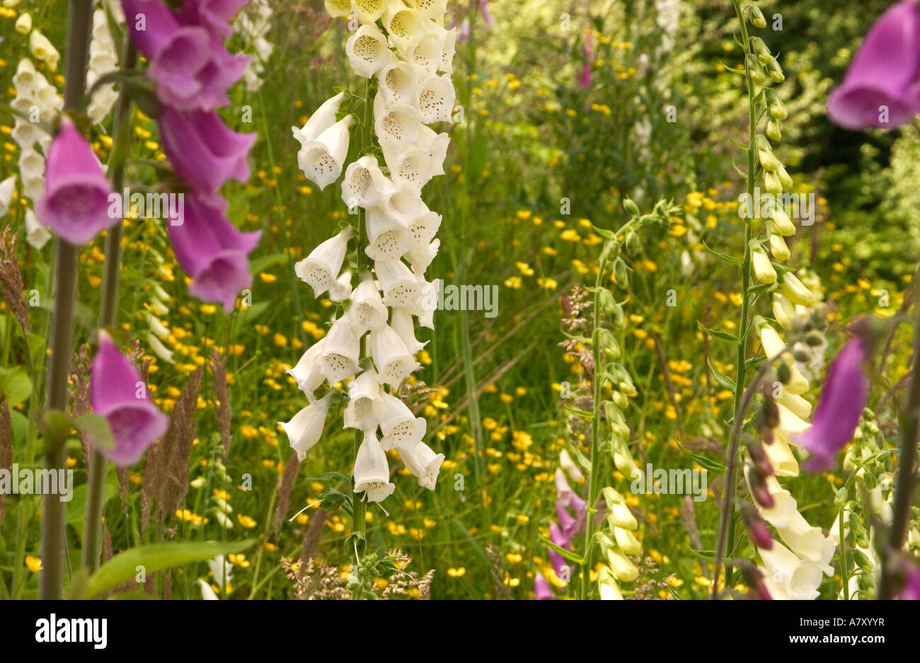 Nord Amerika, Kanada, Queen Charlotte Islands, Handschuh Fox Blüten. Stockfoto