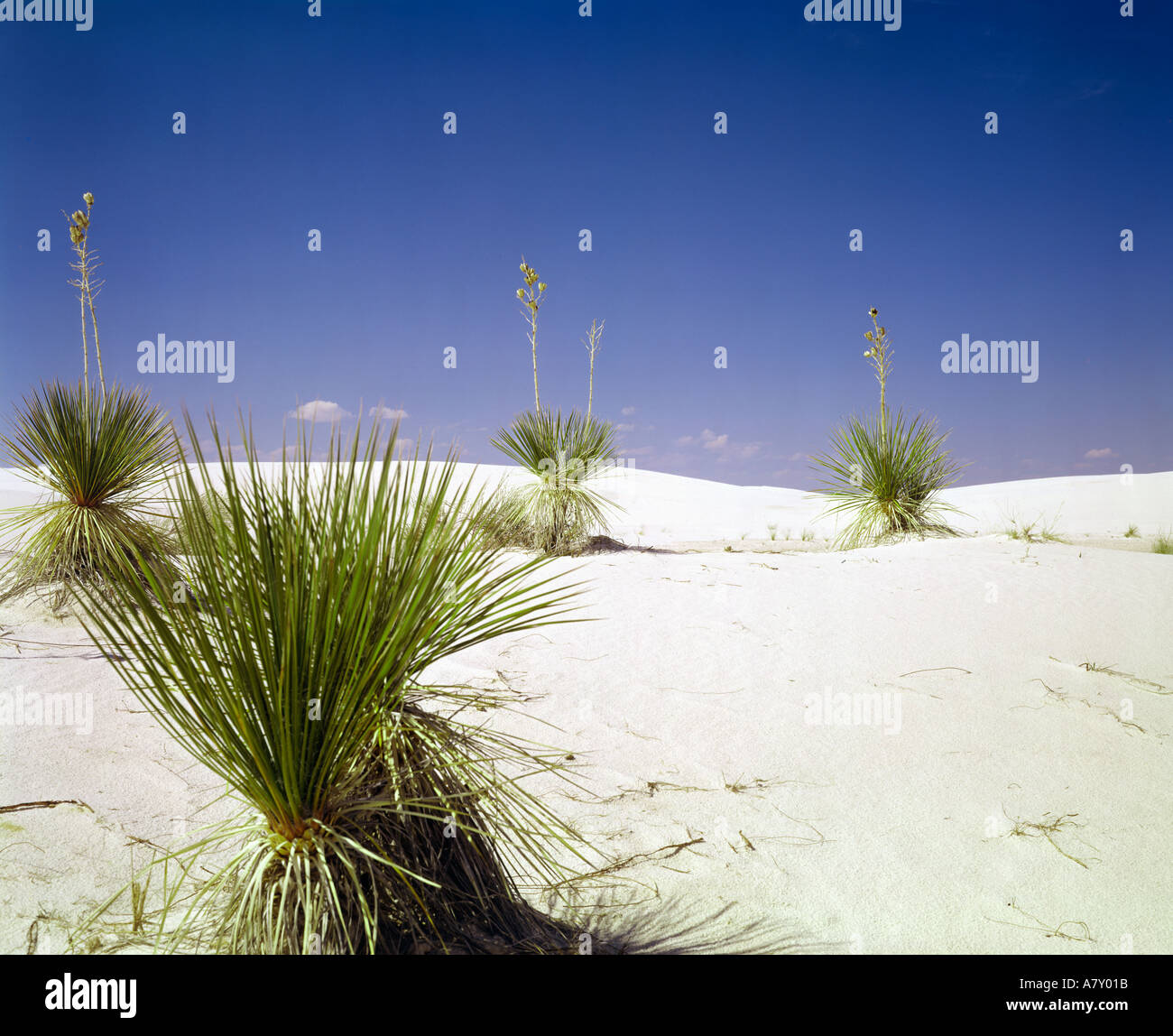 White Sands National Monument in New Mexico USA Stockfoto