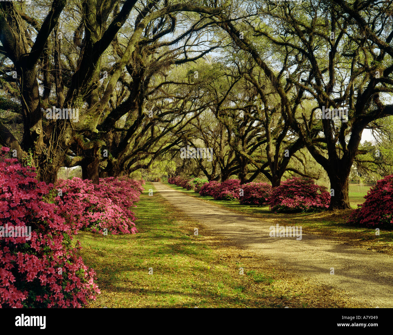 Eiche, von Bäumen gesäumten Straße in Louisiana USA Stockfoto