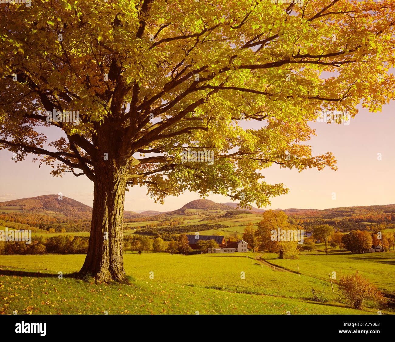 Ahornbaum im Herbst in Peacham Vermont USA Stockfoto