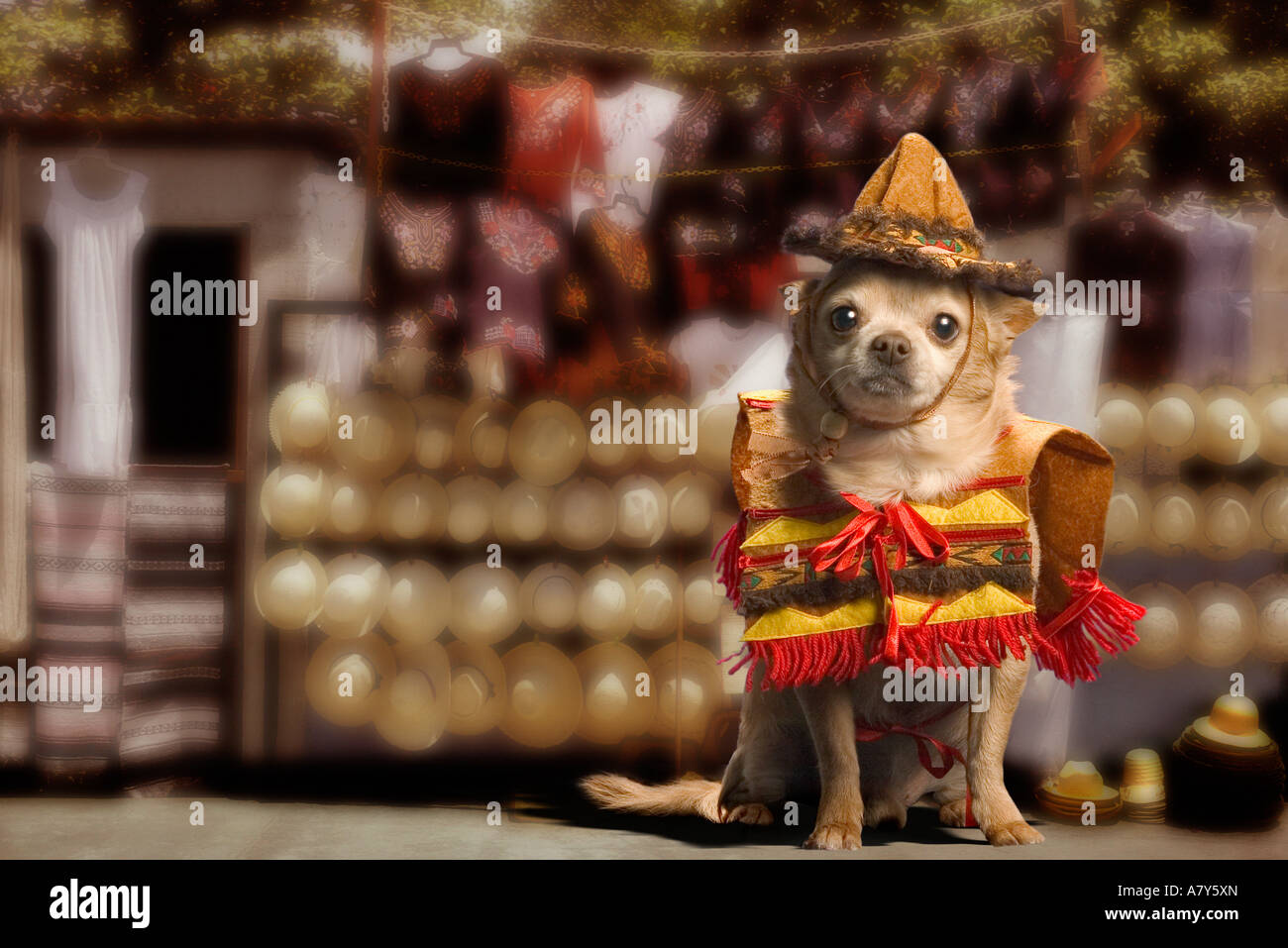 Bandito Chihuahua Stockfoto