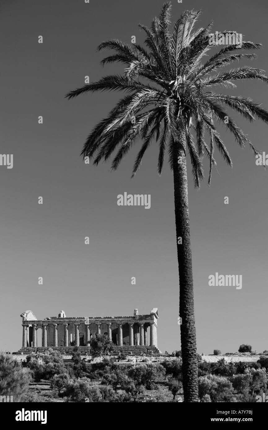 Italien, Sizilien, Agrigento, La Valle dei Templi, Tal der Tempel, der Tempel der Concordia (430 v. Chr.) & Palmen Stockfoto