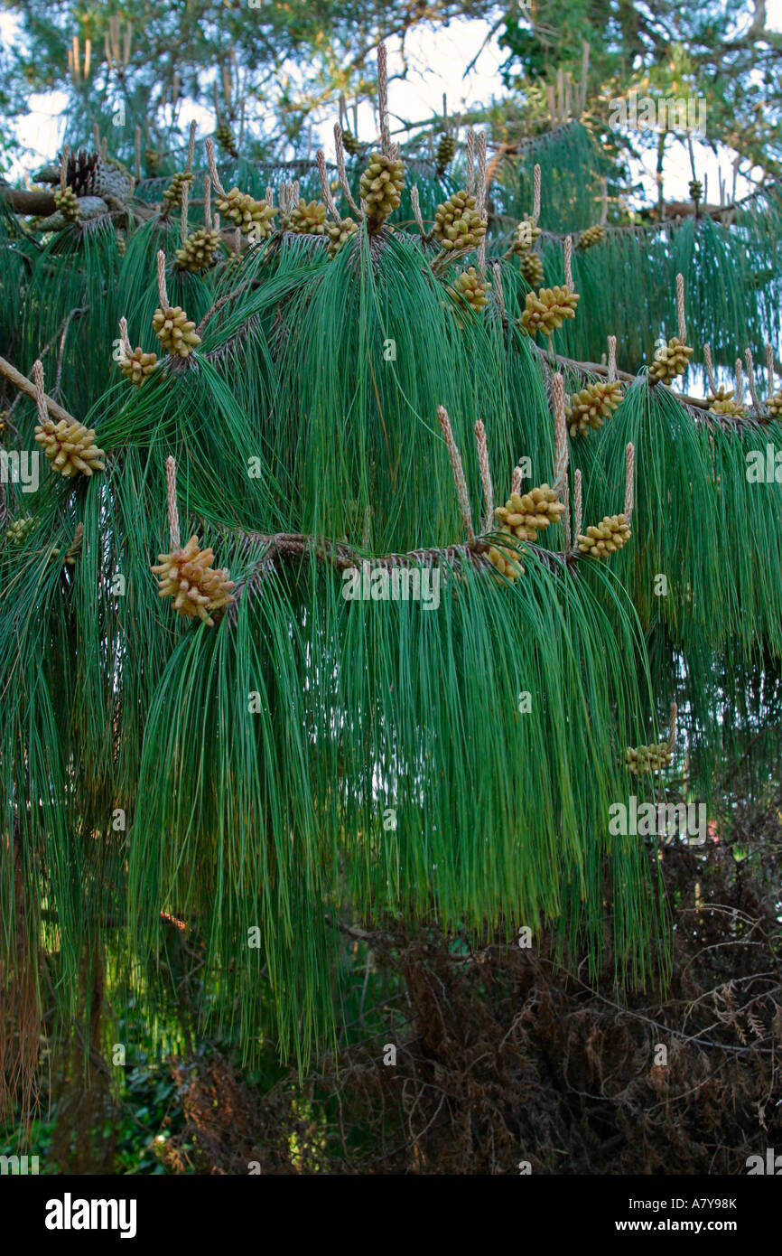 Die Orang-Utan-Kiefer (Pinus-Patula) im Frühling Stockfoto